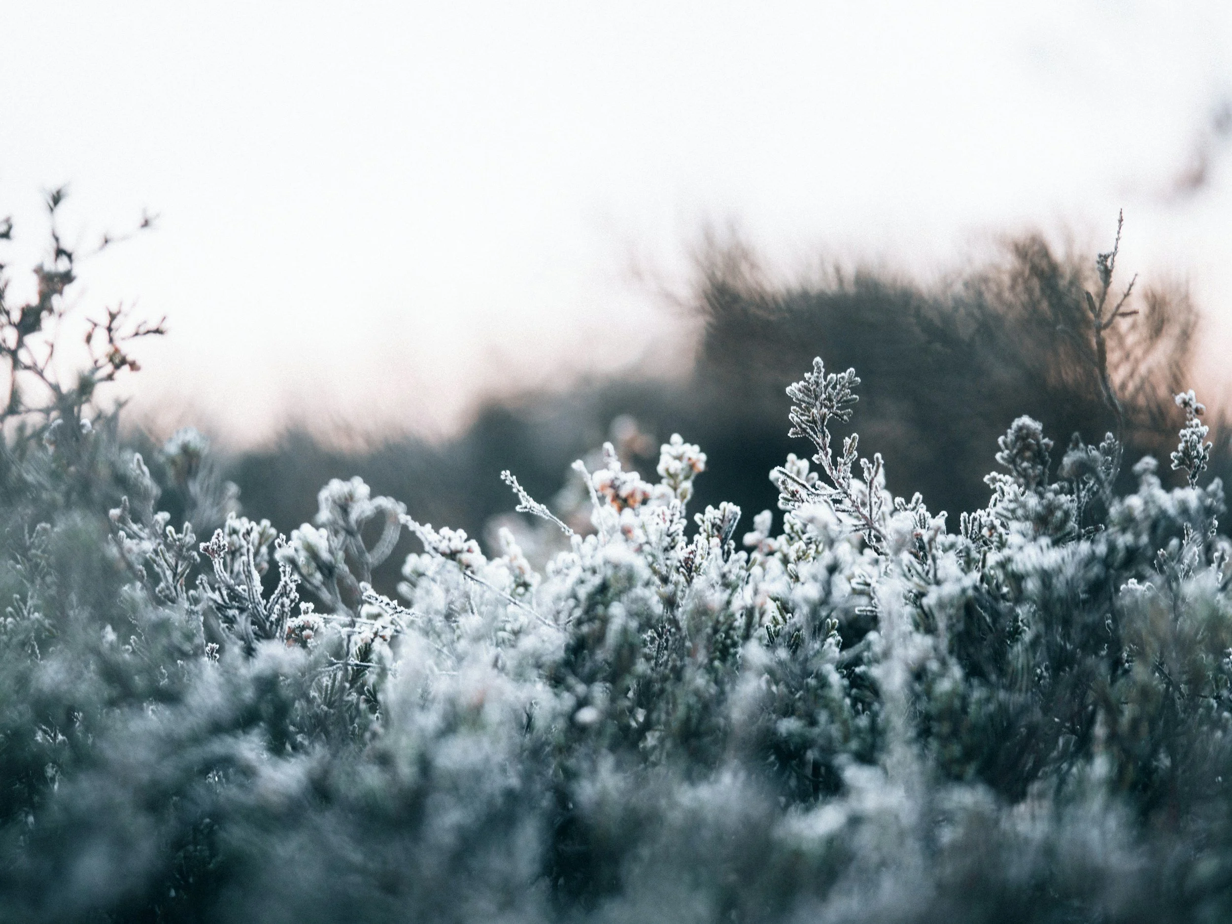 Frozen plants in winter.