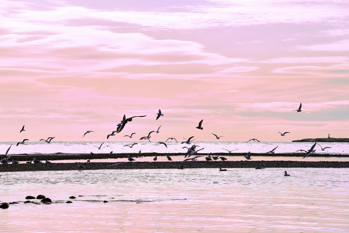 Davis Bay Morning.jpg