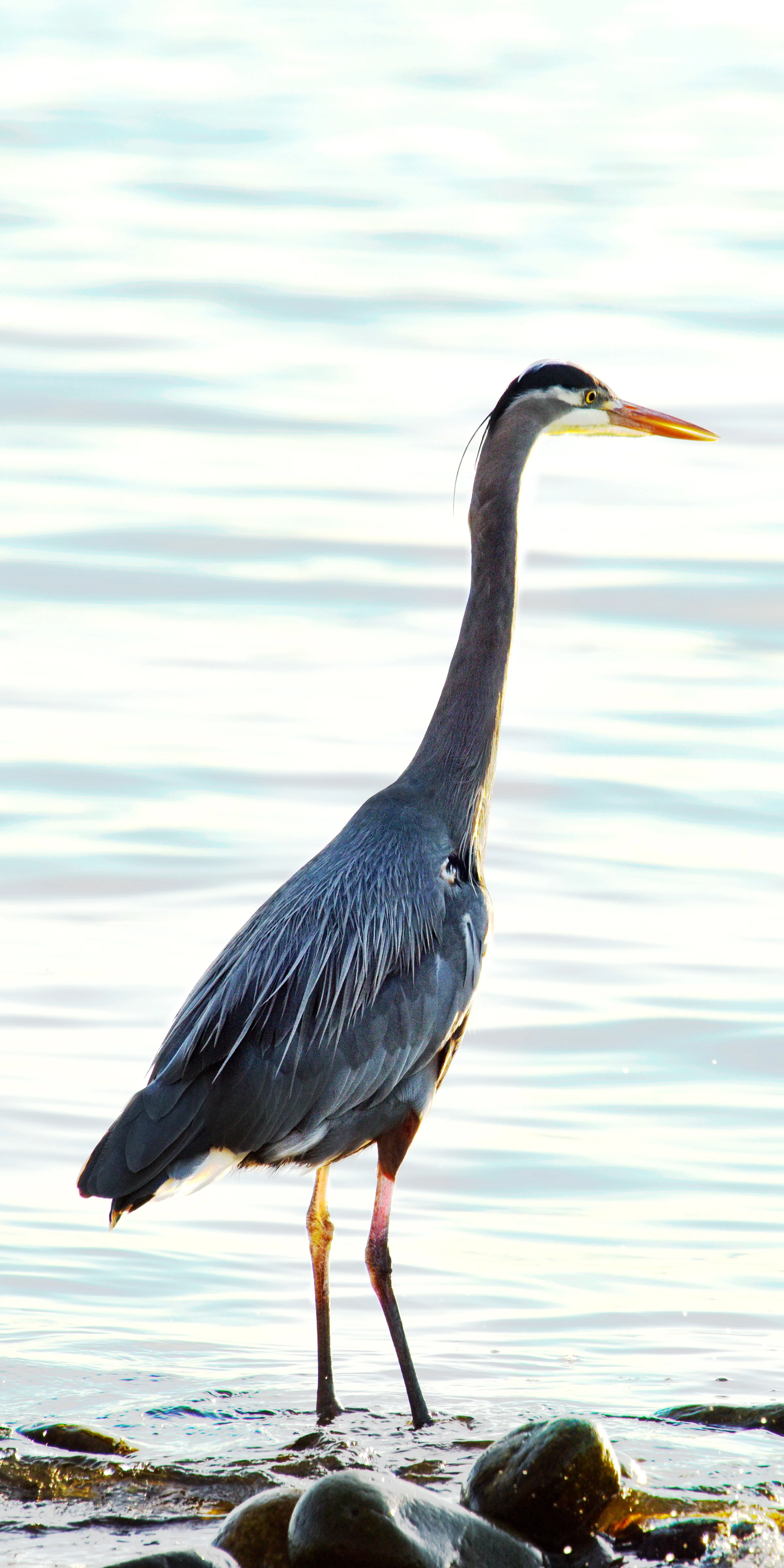 Great Blue Heron 2 10 x 20 Canvas 200.00