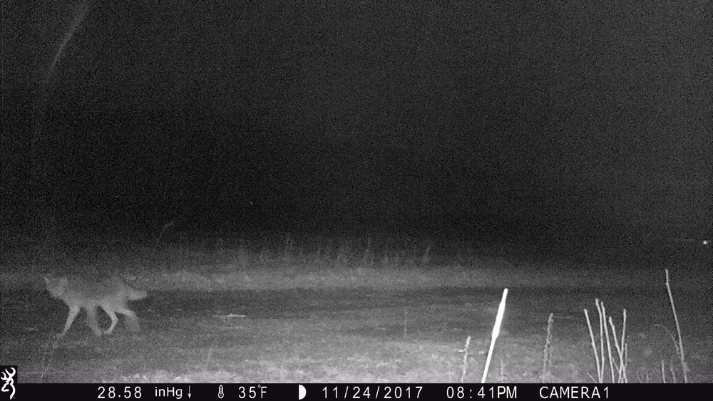 Coyote+3+(1).JPG
