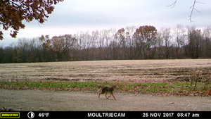 Coyote+2(1).JPG