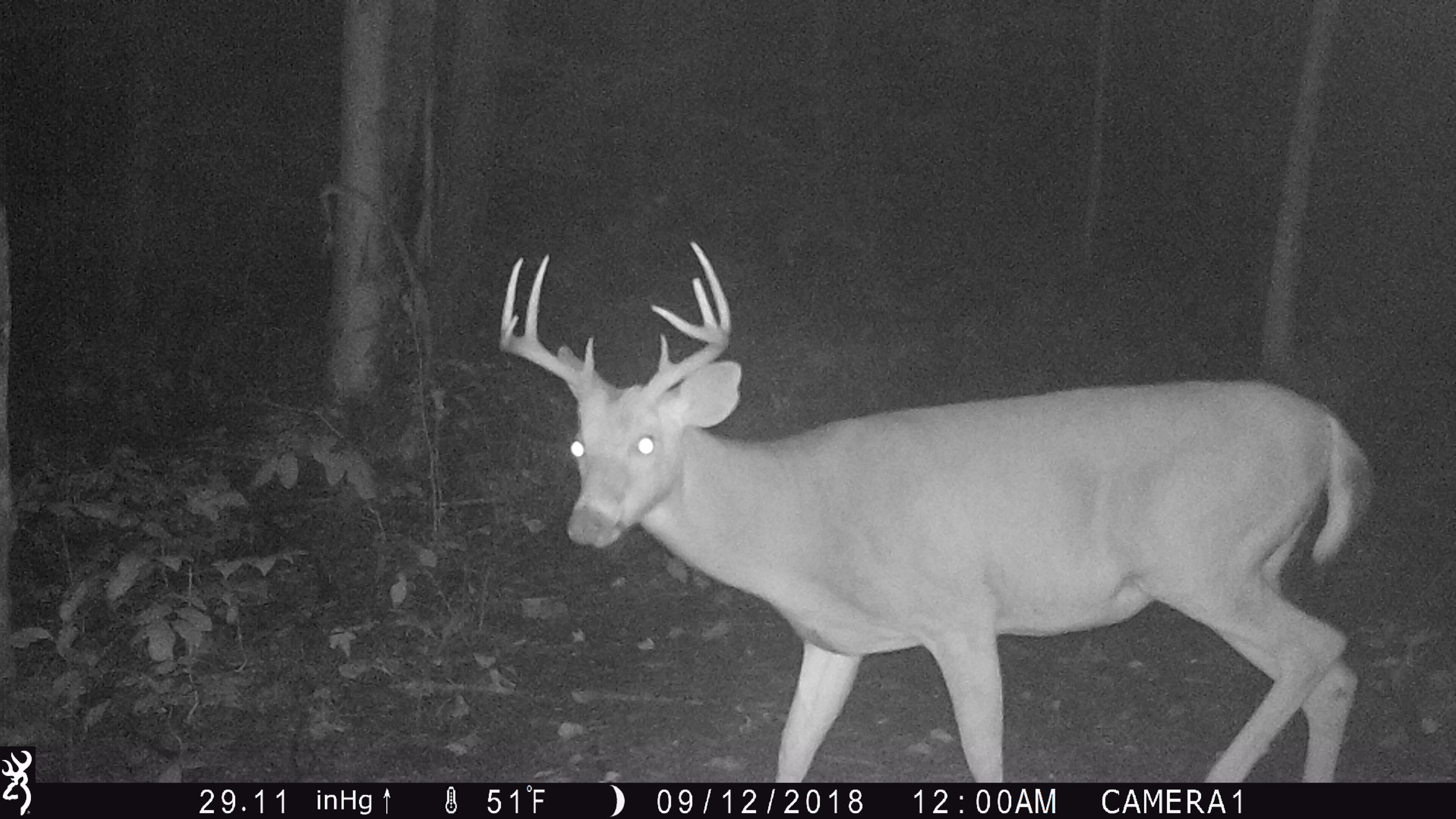 9.13.2018 buck.JPG