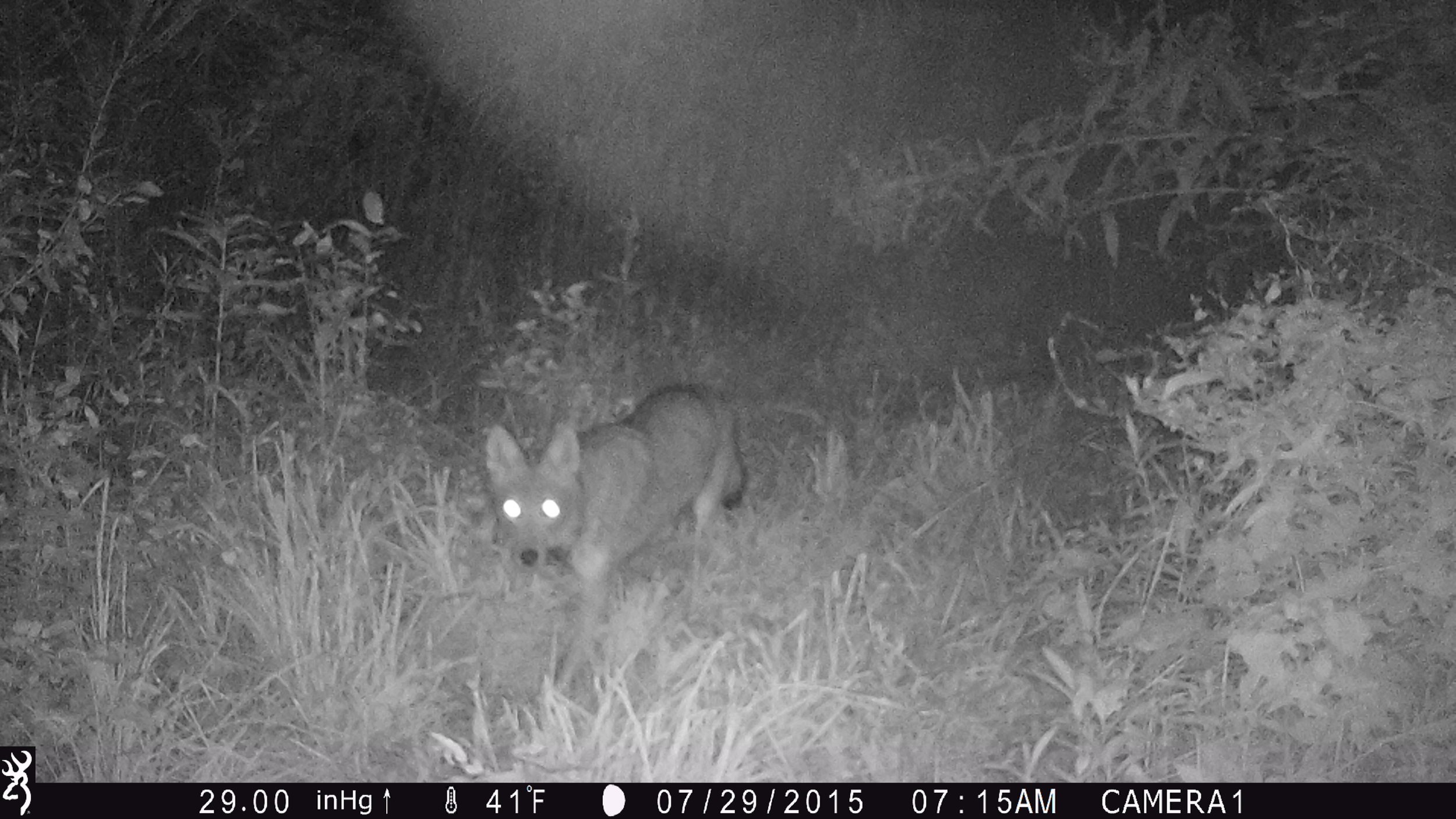 9.13.2018 Coyote.JPG