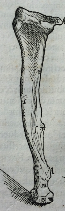countway1ulna.png