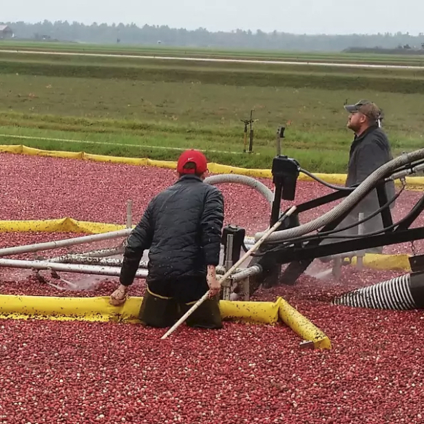 The Washington Post In Wisconsin, Visitors Can Literally Dip Their Toes Into The Cranberry Harvest Take a ride down the Cranberry Highway to sample pie and step into marshes. Don't forget your waders!
