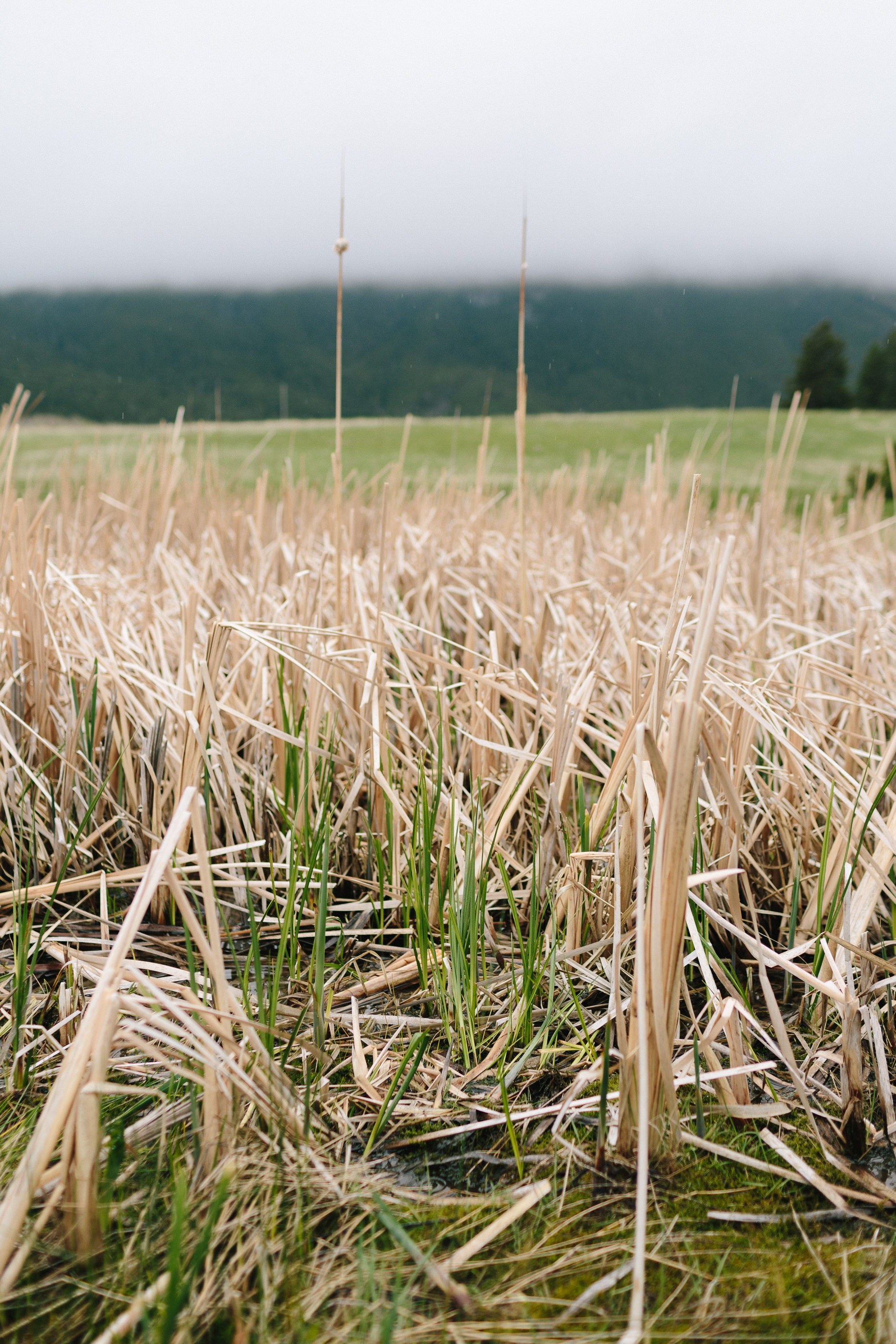 20190521_ku_e6_montana_2M1A3841.jpg