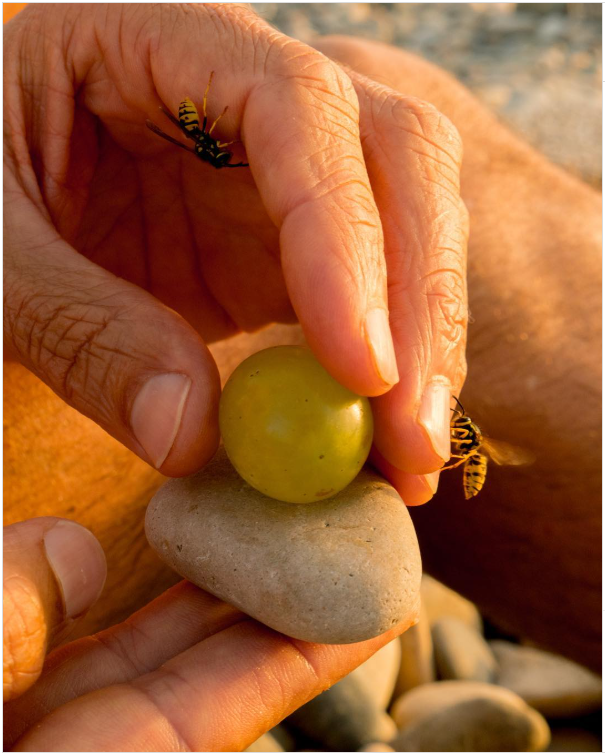 woman hold rock with grape and bee
