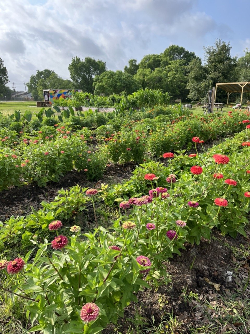 flowers-in-field.jpeg