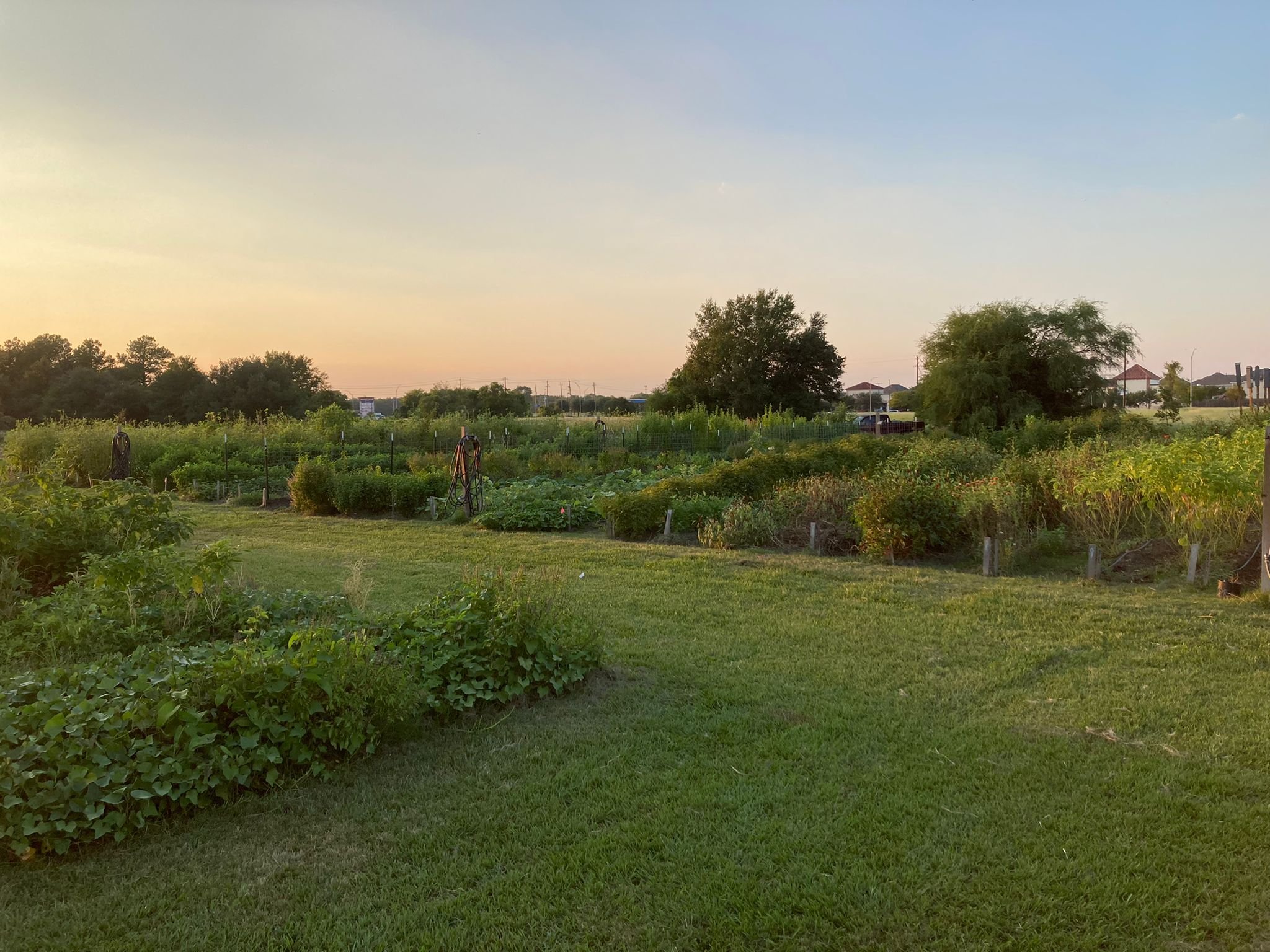 peaceful-farm.JPG