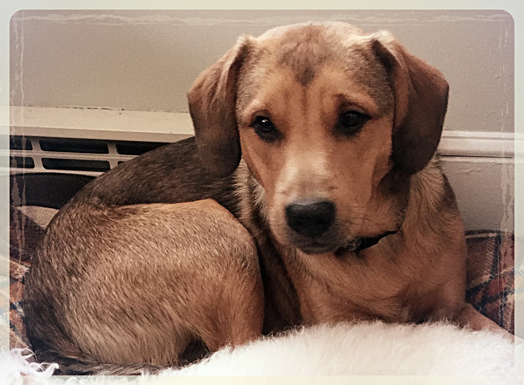 PoPo Bear left this world at only 1 year, 4 months due to renal dysplasia.