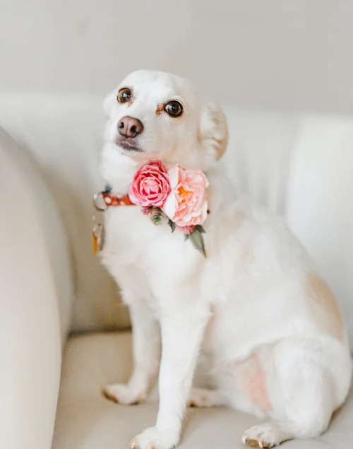 Brisbane Best Dog Grooming Salon at Wynnum.