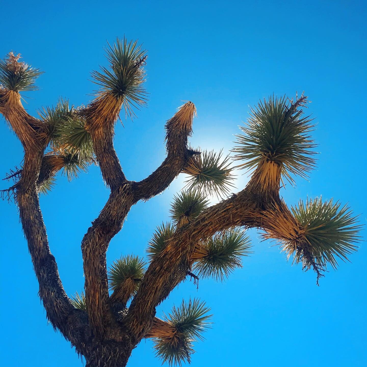 Why visit Joshua Tree in the winter
.
.
.
.
🥾Visiting Joshua Tree in the winter can be a particularly rewarding experience. With cooler temperatures, you'll be able to take your time on extended hikes without having to worry as much about heat-relat