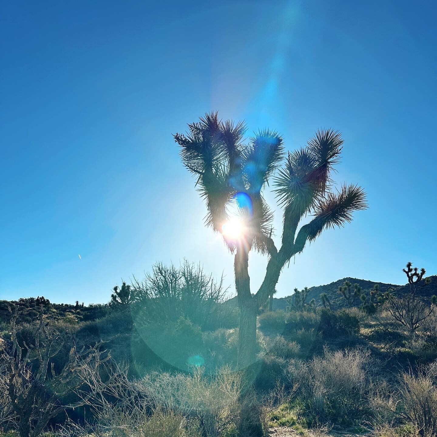 Don&rsquo;t miss this trail in Joshua Tree National Park
.
.
.
🥾 The Panorama Loop Trail in Joshua Tree National Park is a hidden gem that offers breathtaking views and a peaceful hiking experience

⛺️Starting at Black Rock Campground, the trail beg