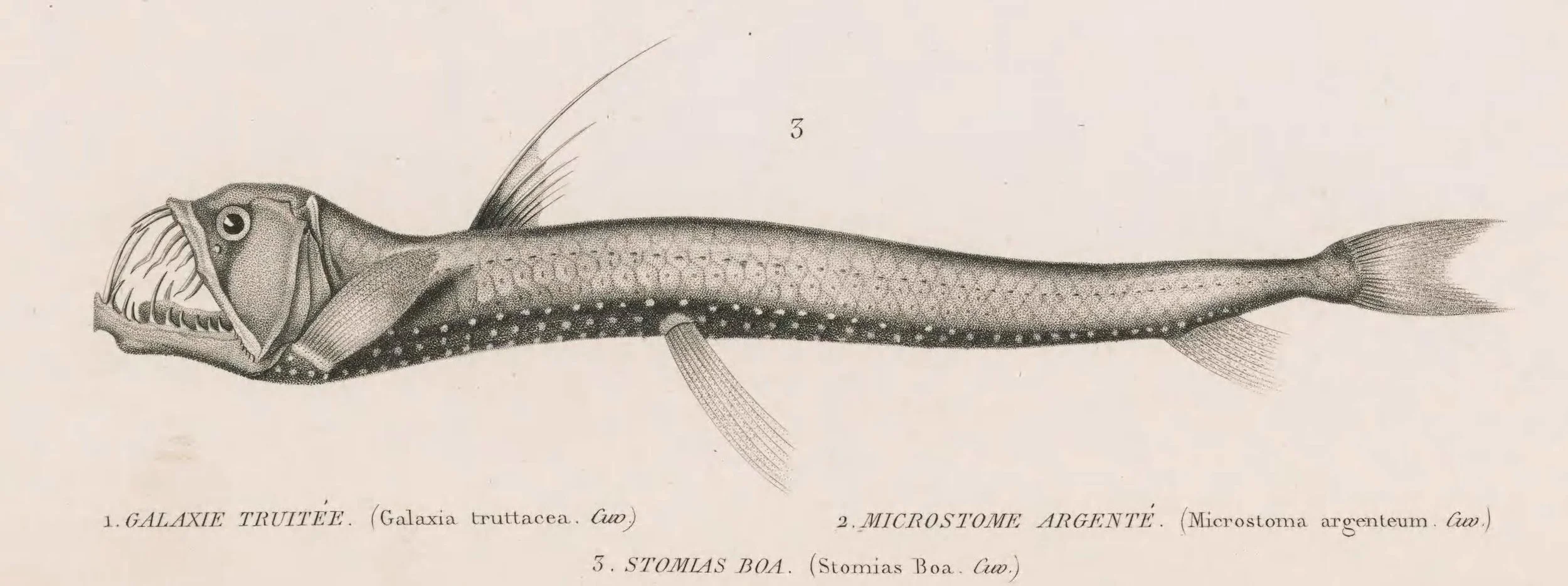 scaly-dragonfish-rawscan.jpg