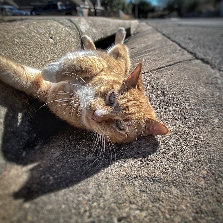 Tigger | Pflugerville