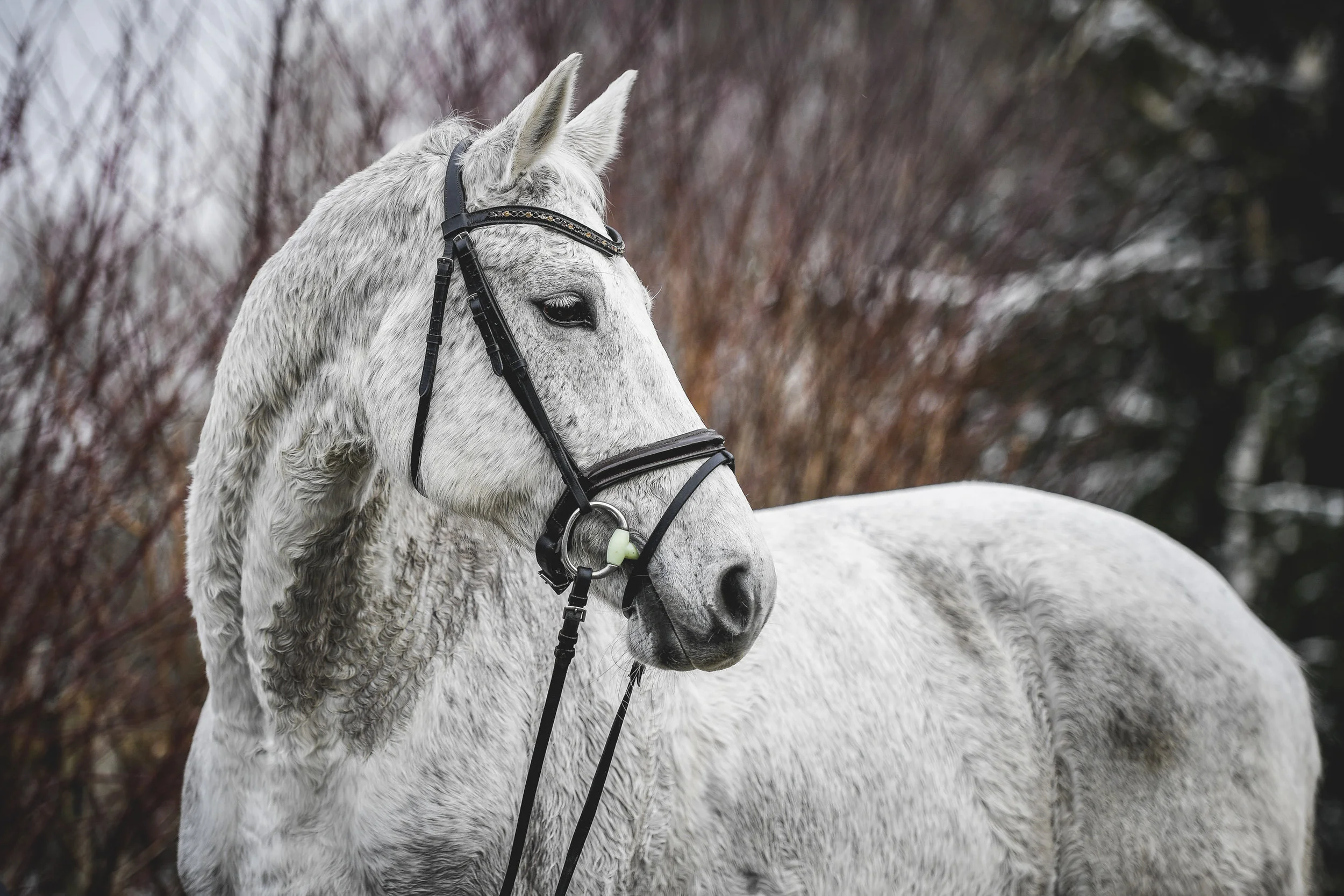 Baholz_Reitsport004.jpg