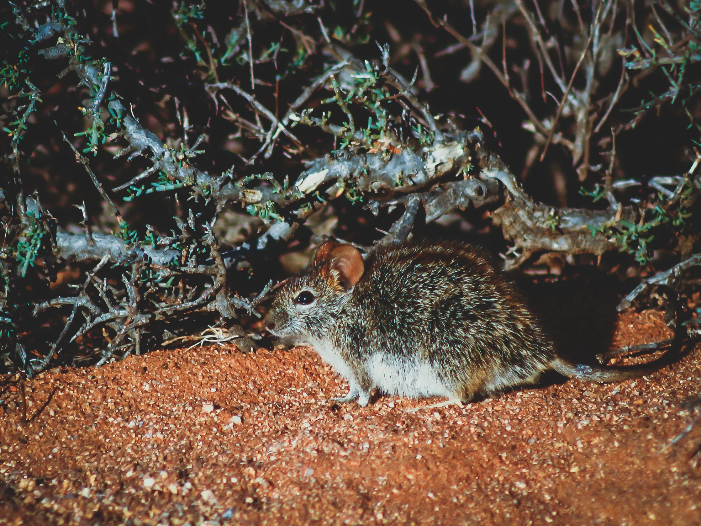 mouse individual-1.jpg