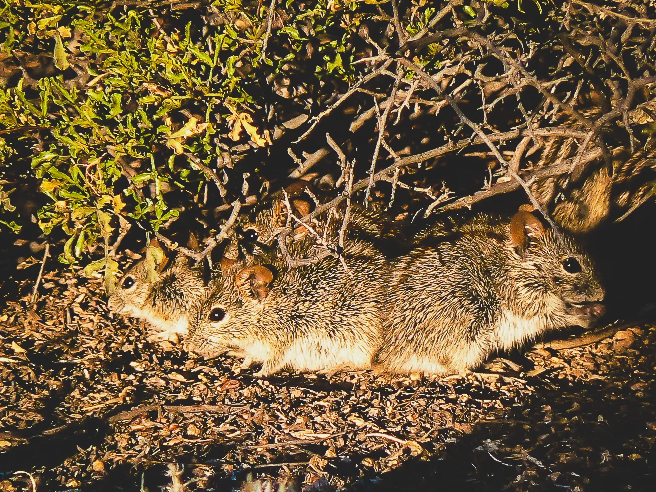 mouse group-1-2.jpg