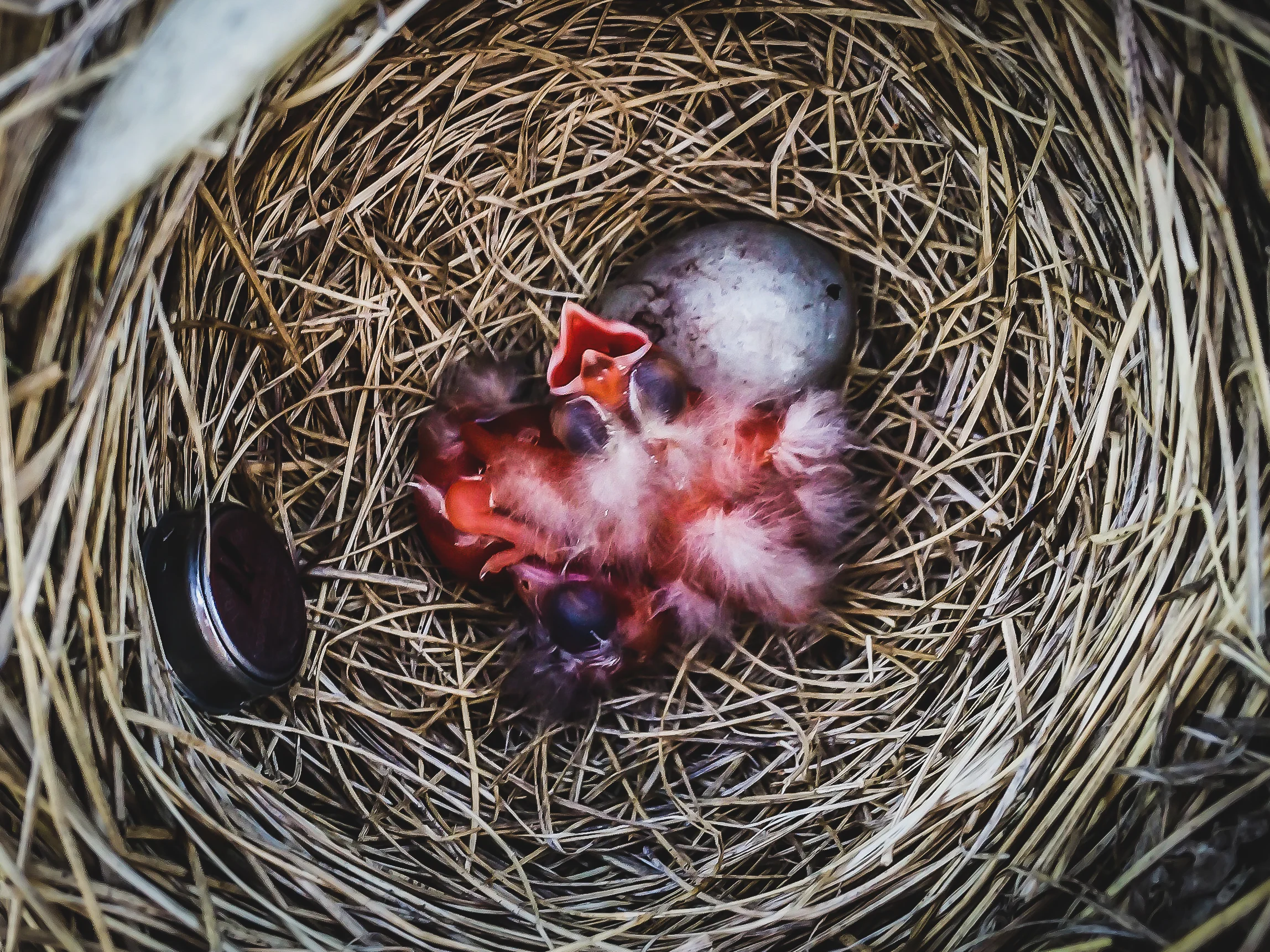 Red-winged blackbird chick in nest-1.jpg