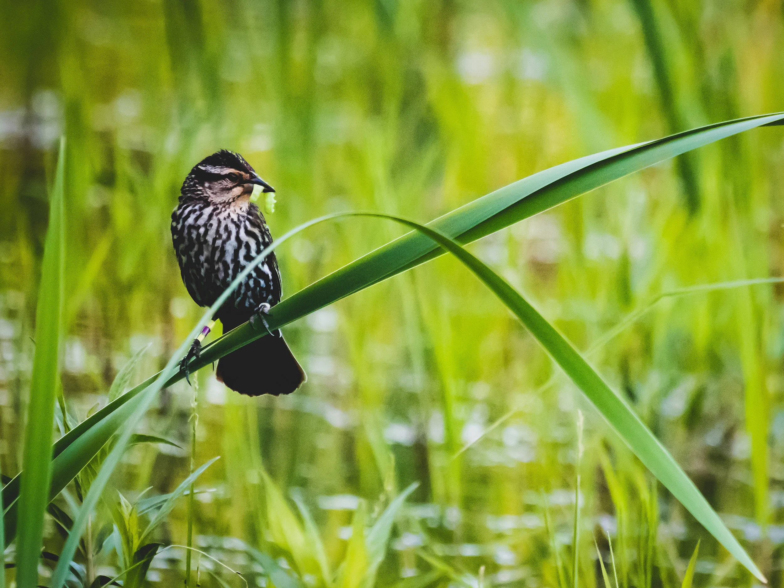 Red-winged blackbird female with worm-1.jpg