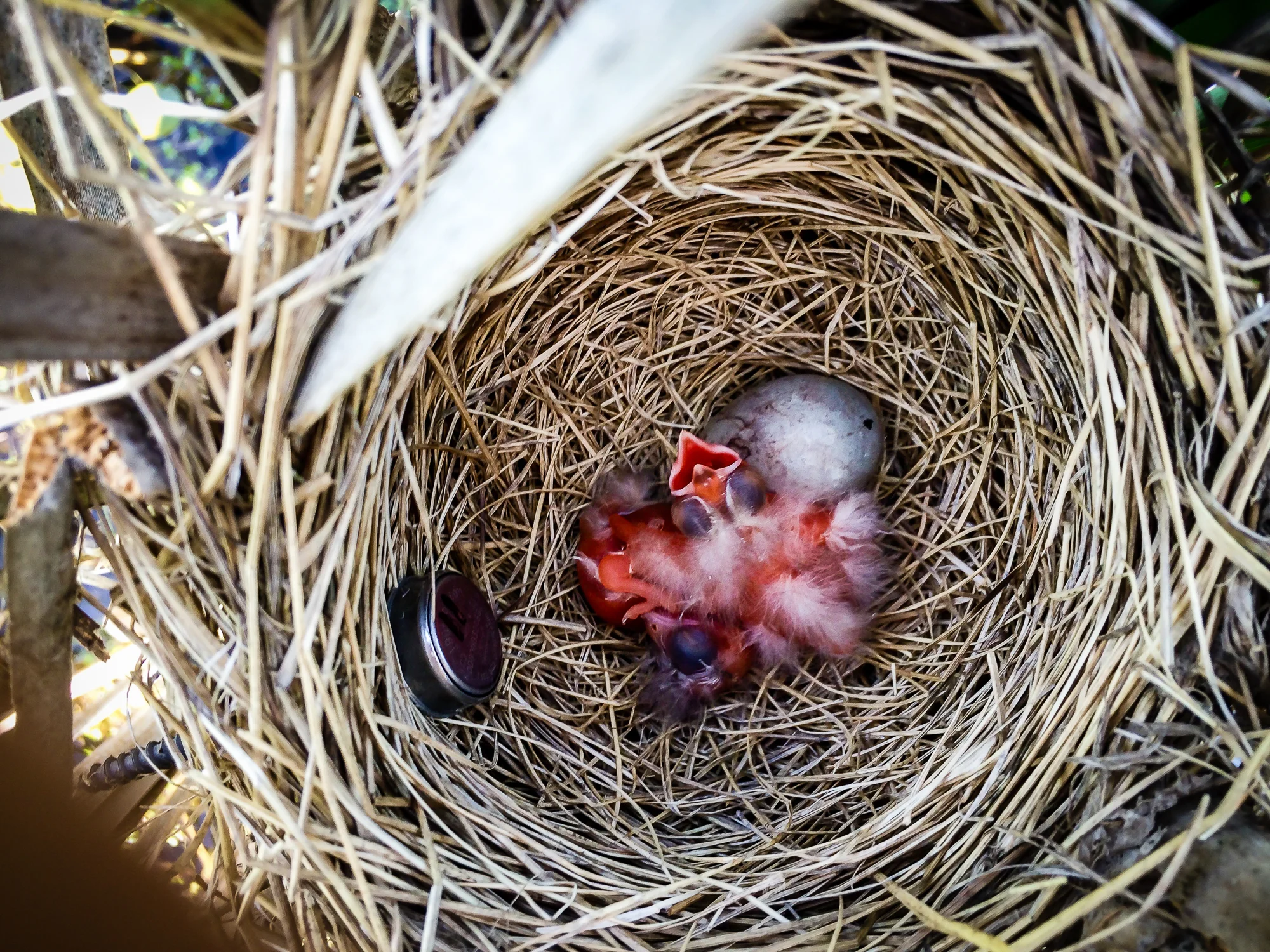 First Emergence - babies Red-Winged Blackbirds at hatching