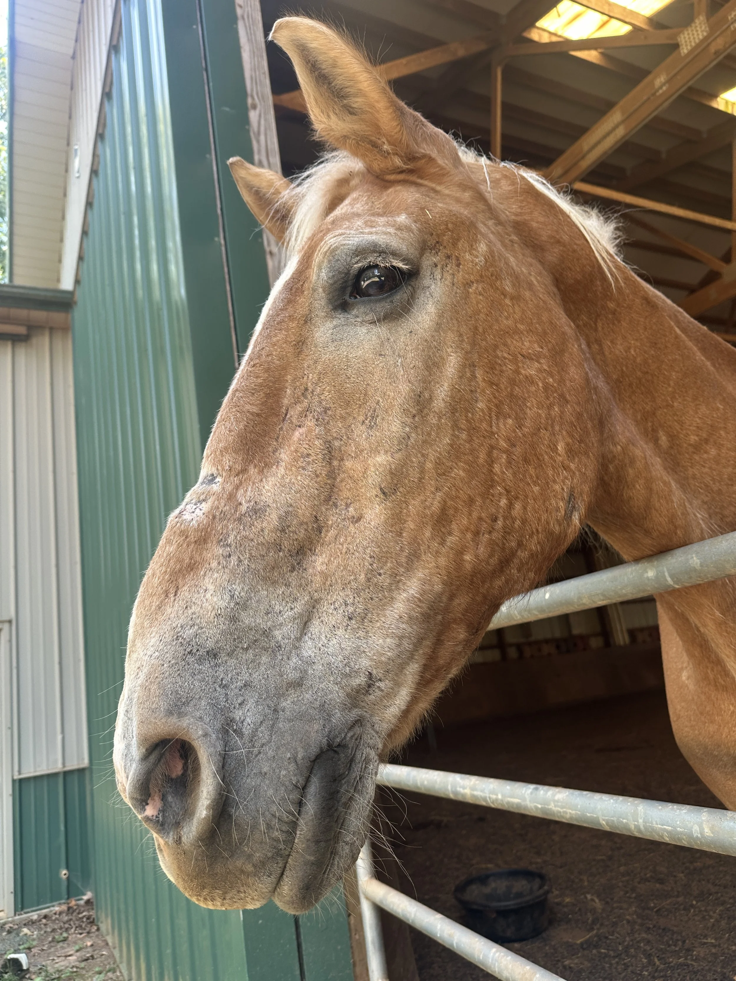 Whispers with Horses 6-Week Course