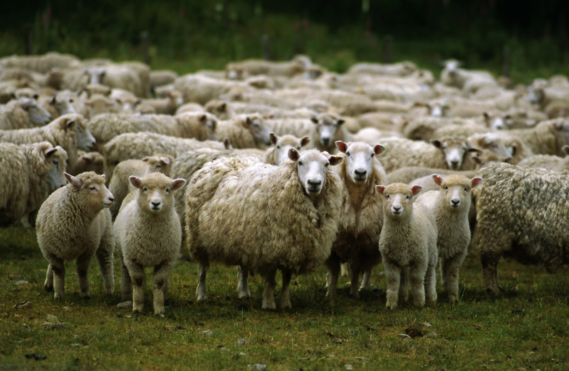 sheep.jpg