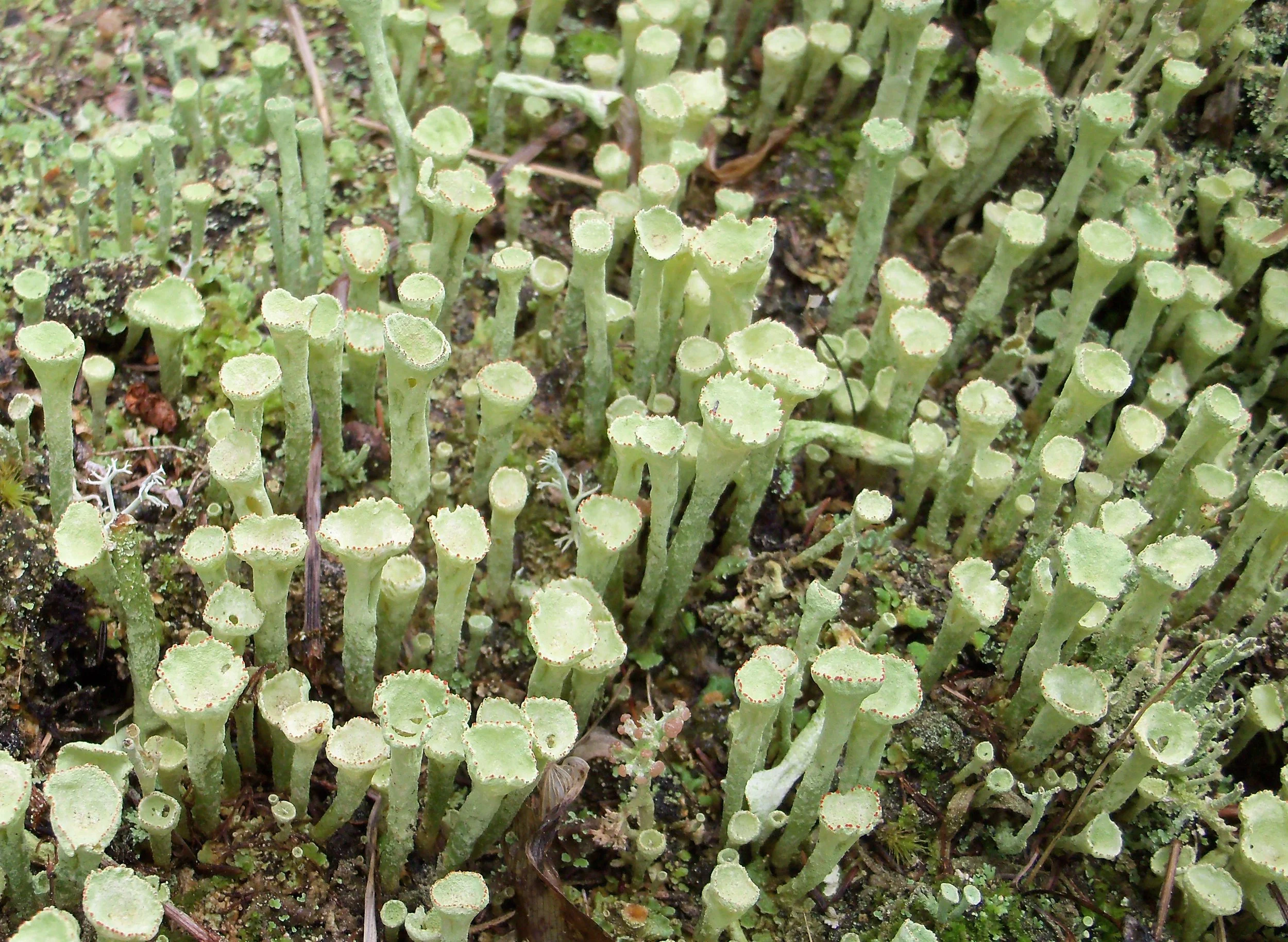 Cladonia deformis