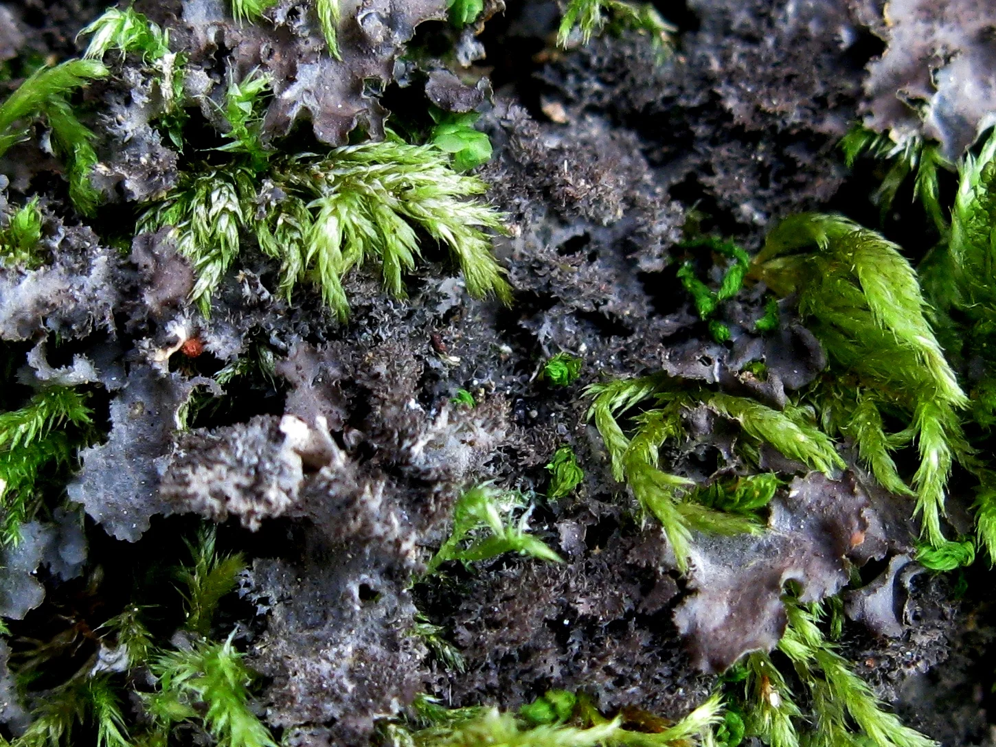 Leptogium laceroides