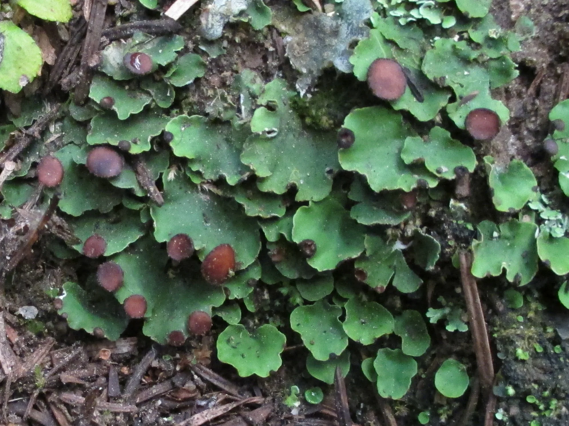 Peltigera venosa.jpg