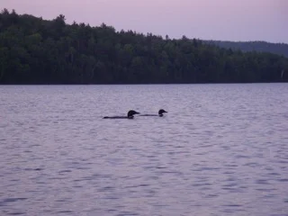 loons.jpeg