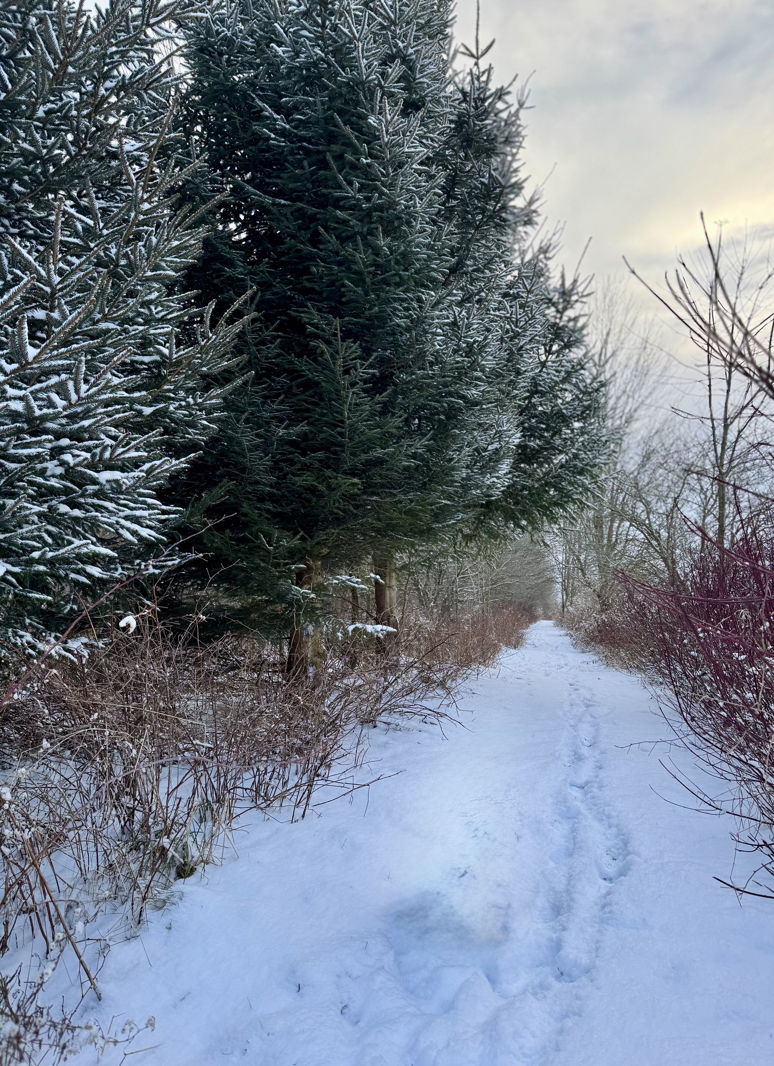 winter trail.jpg