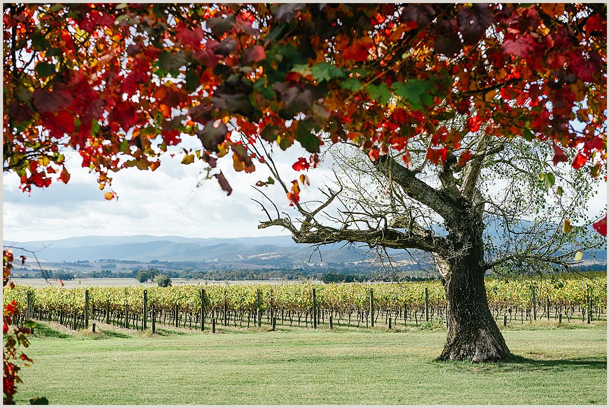 joseph_koprek_stones_of_the_yarra_valley_0048.jpg