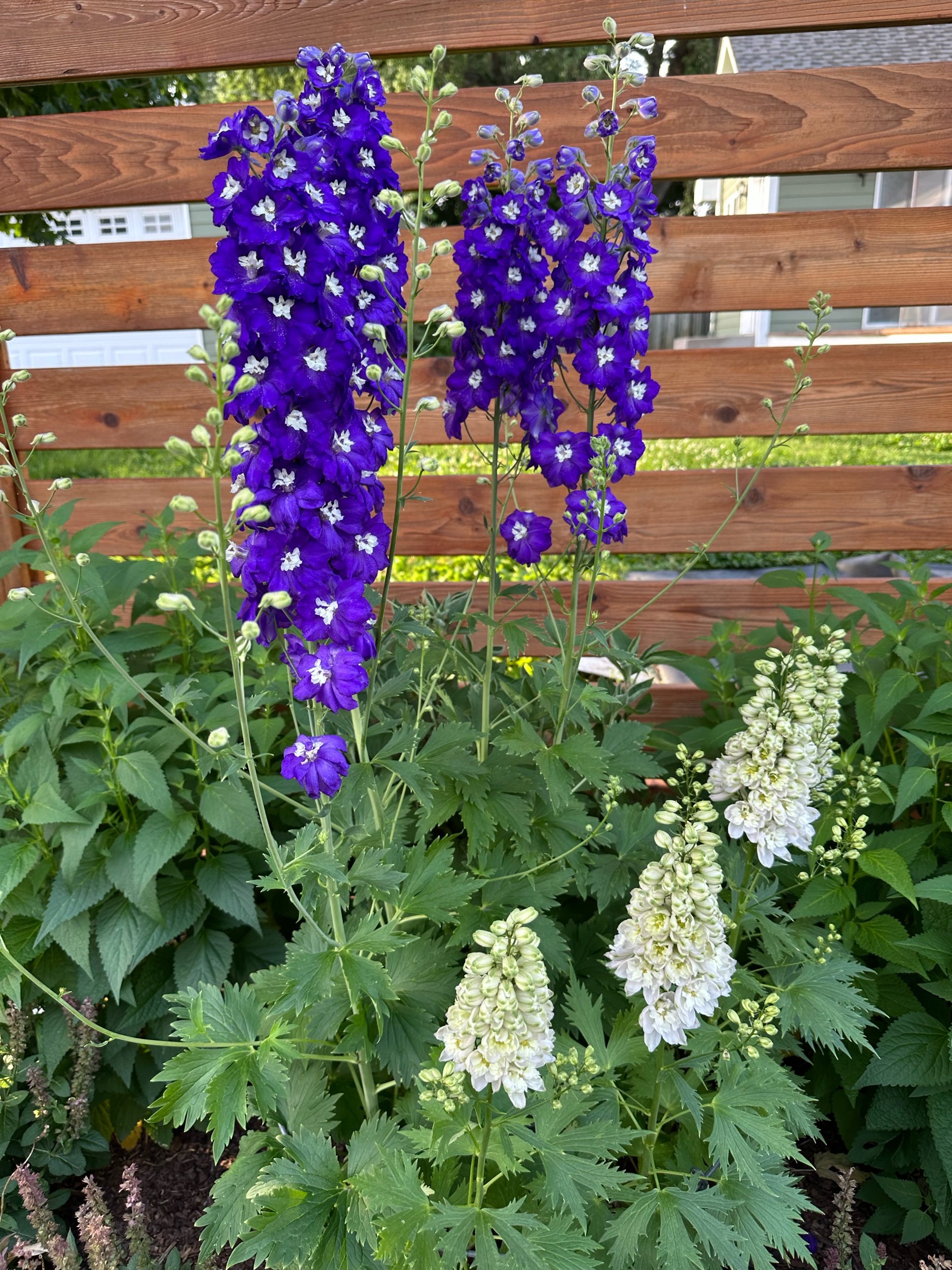 IMG_5917.jpeg