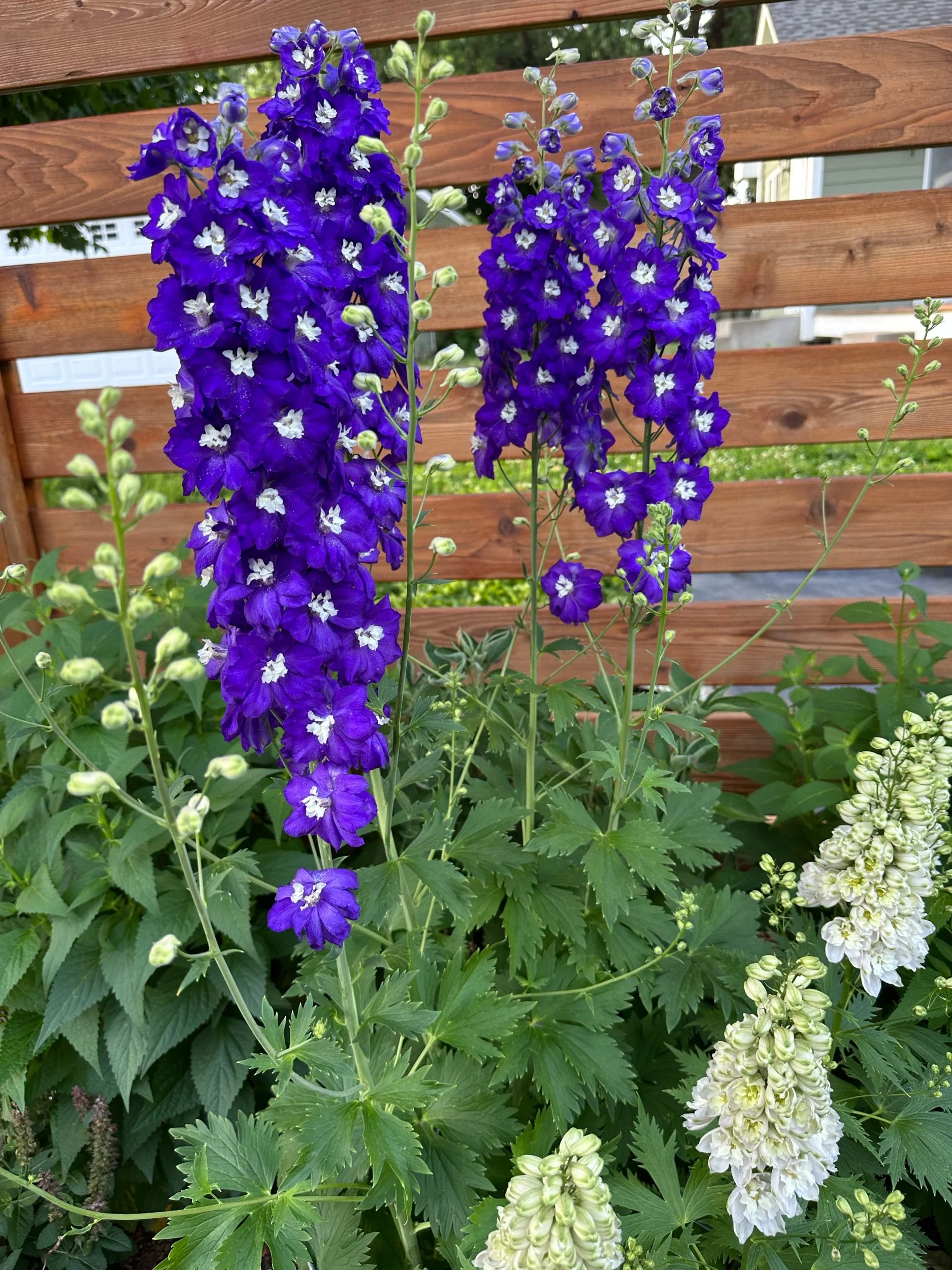 IMG_5916.jpeg