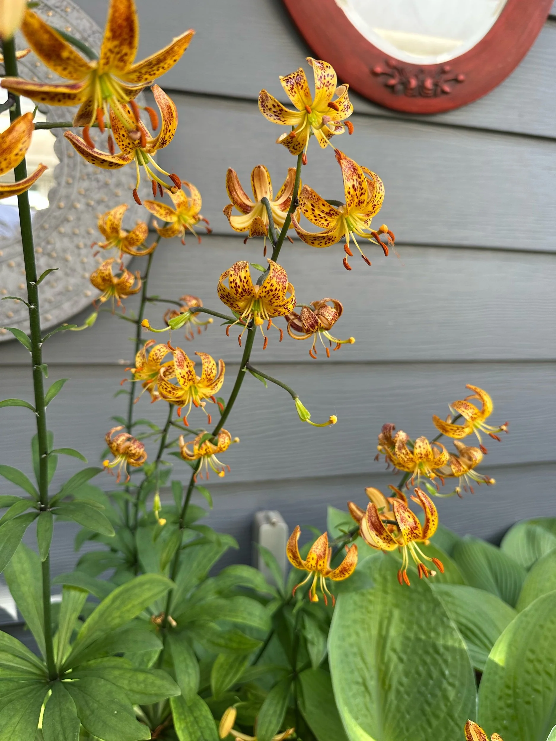 IMG_5907.jpeg