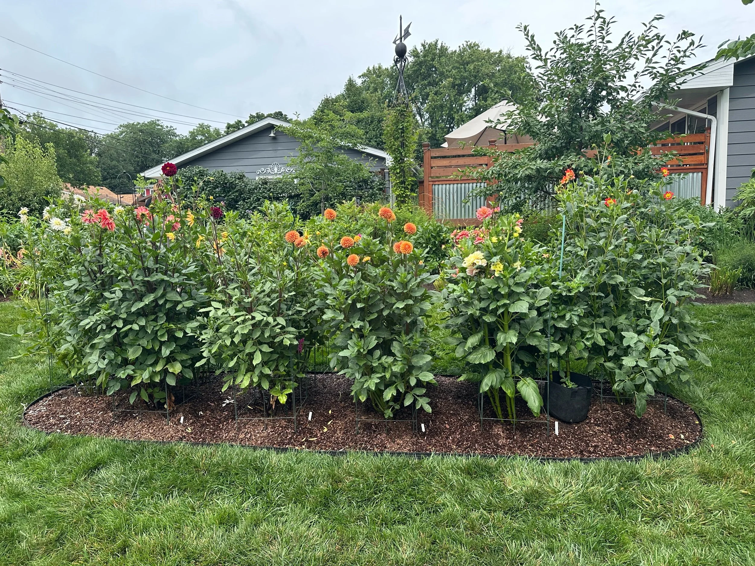 Dahlia Garden
