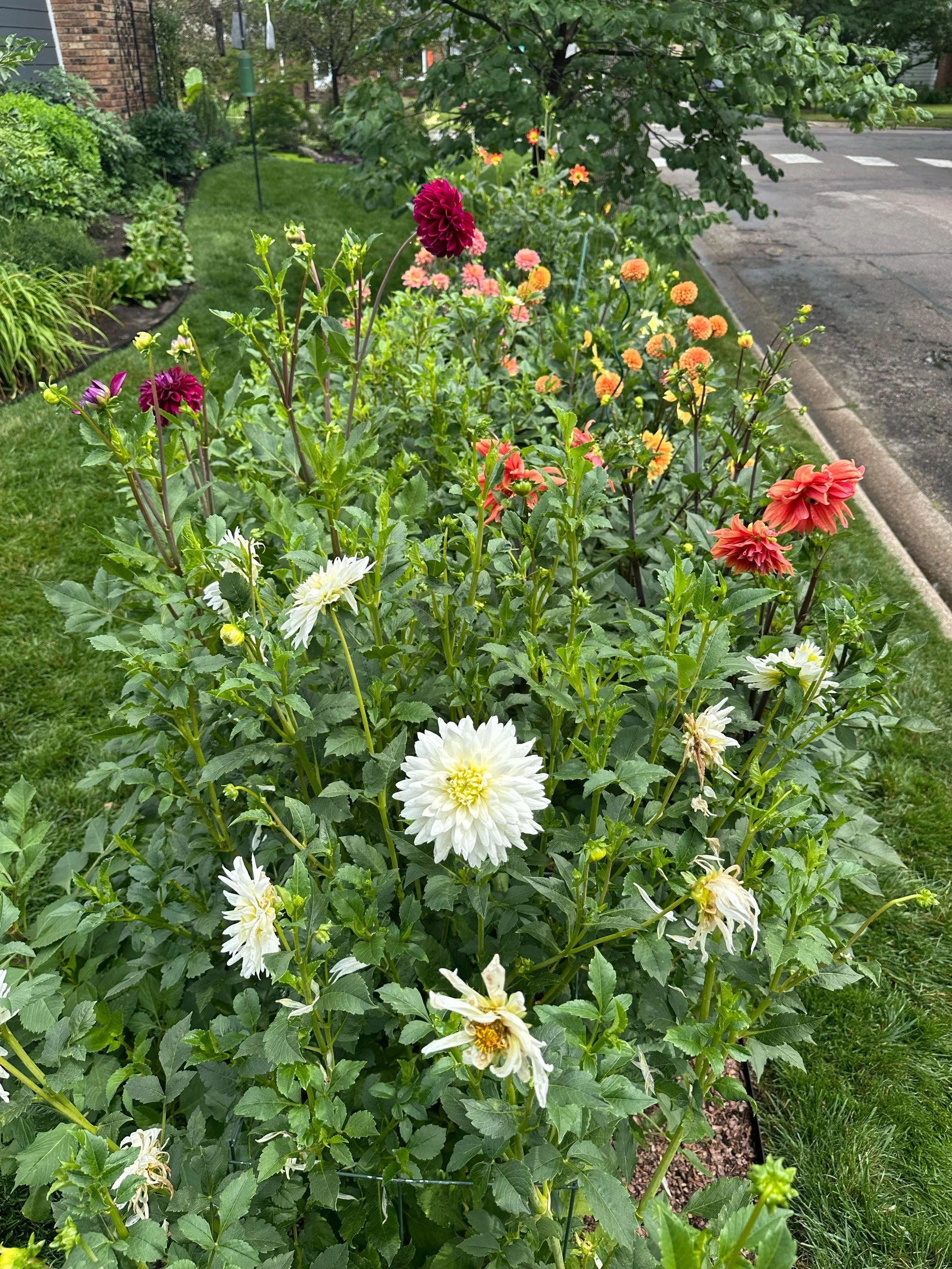 Dahlias