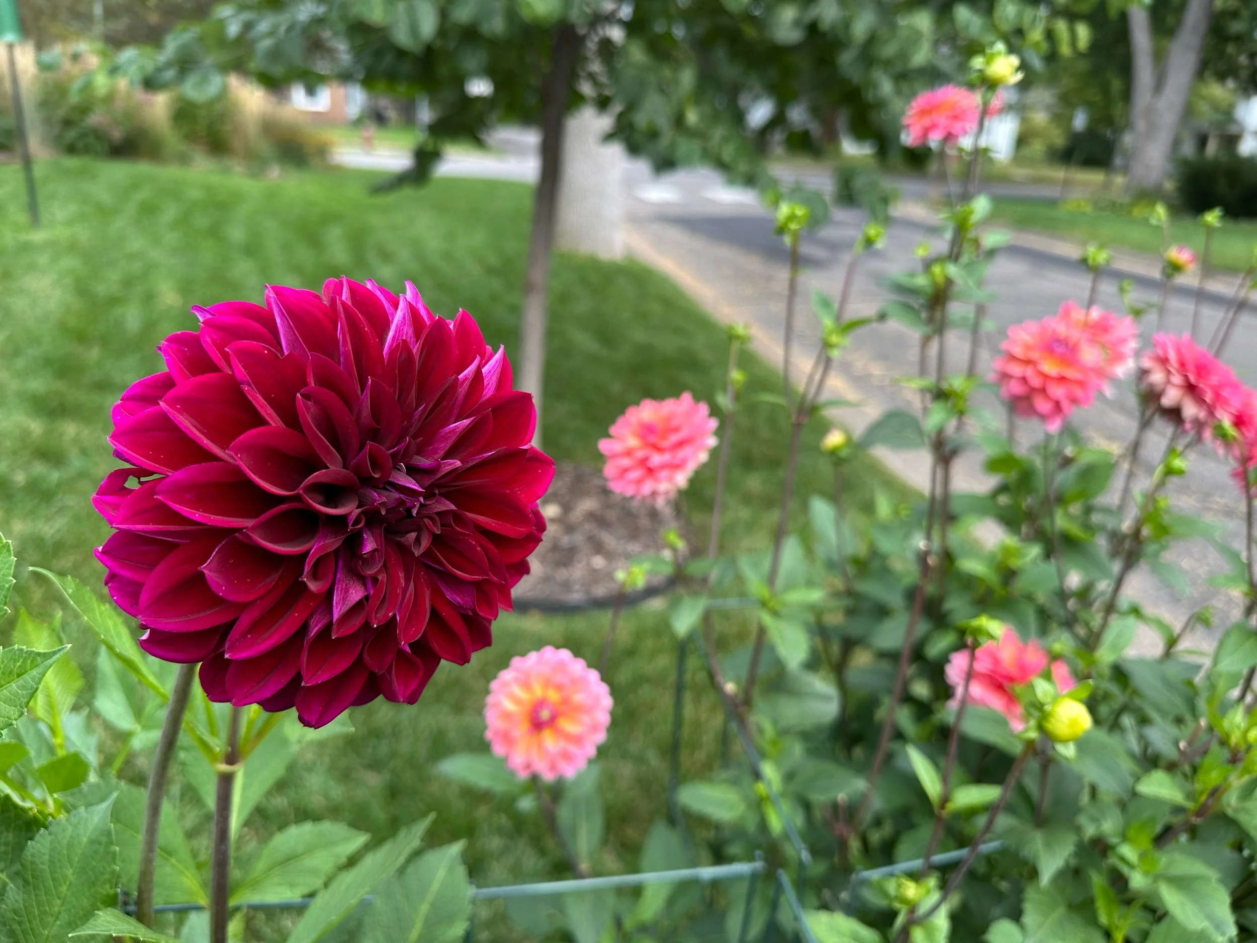 IMG_5109.jpeg