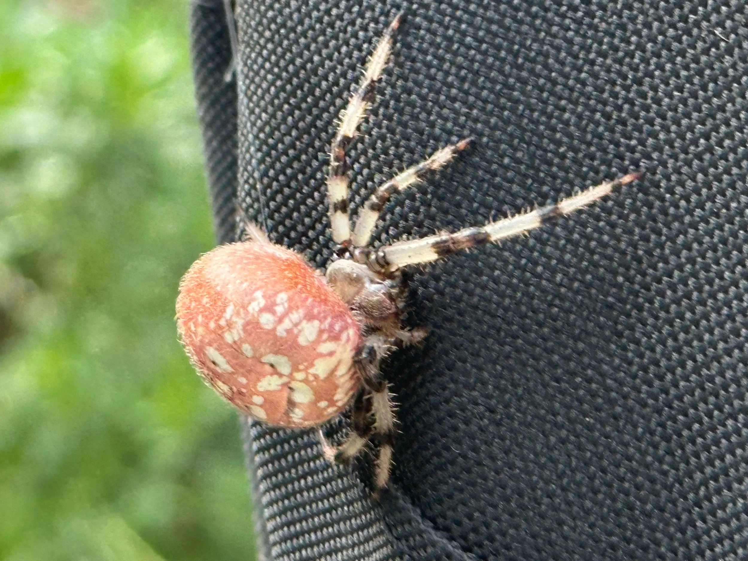 Marbled Orb Weaver