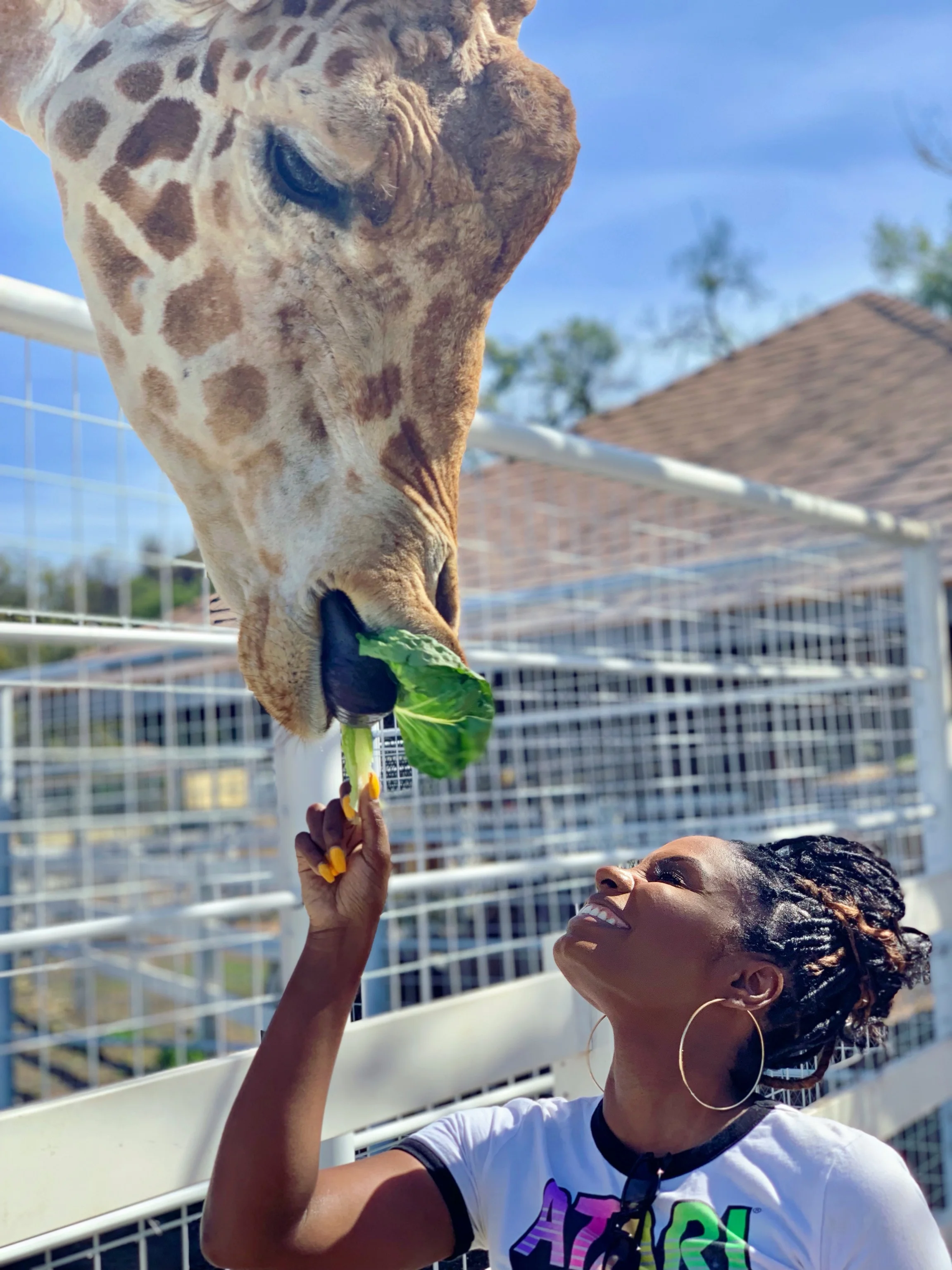 Stanley The Giraffe