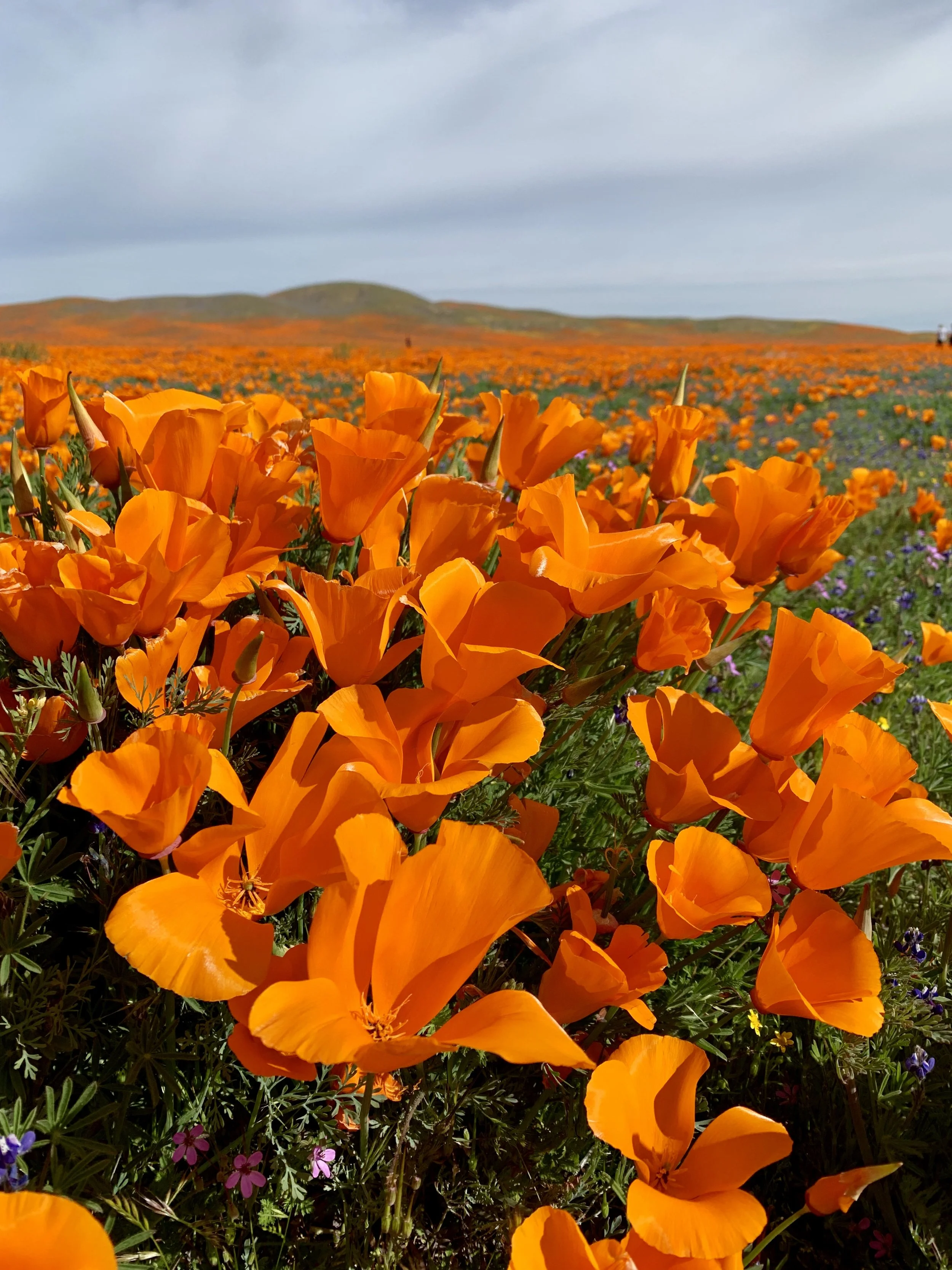Channel Orange: Super Bloom
