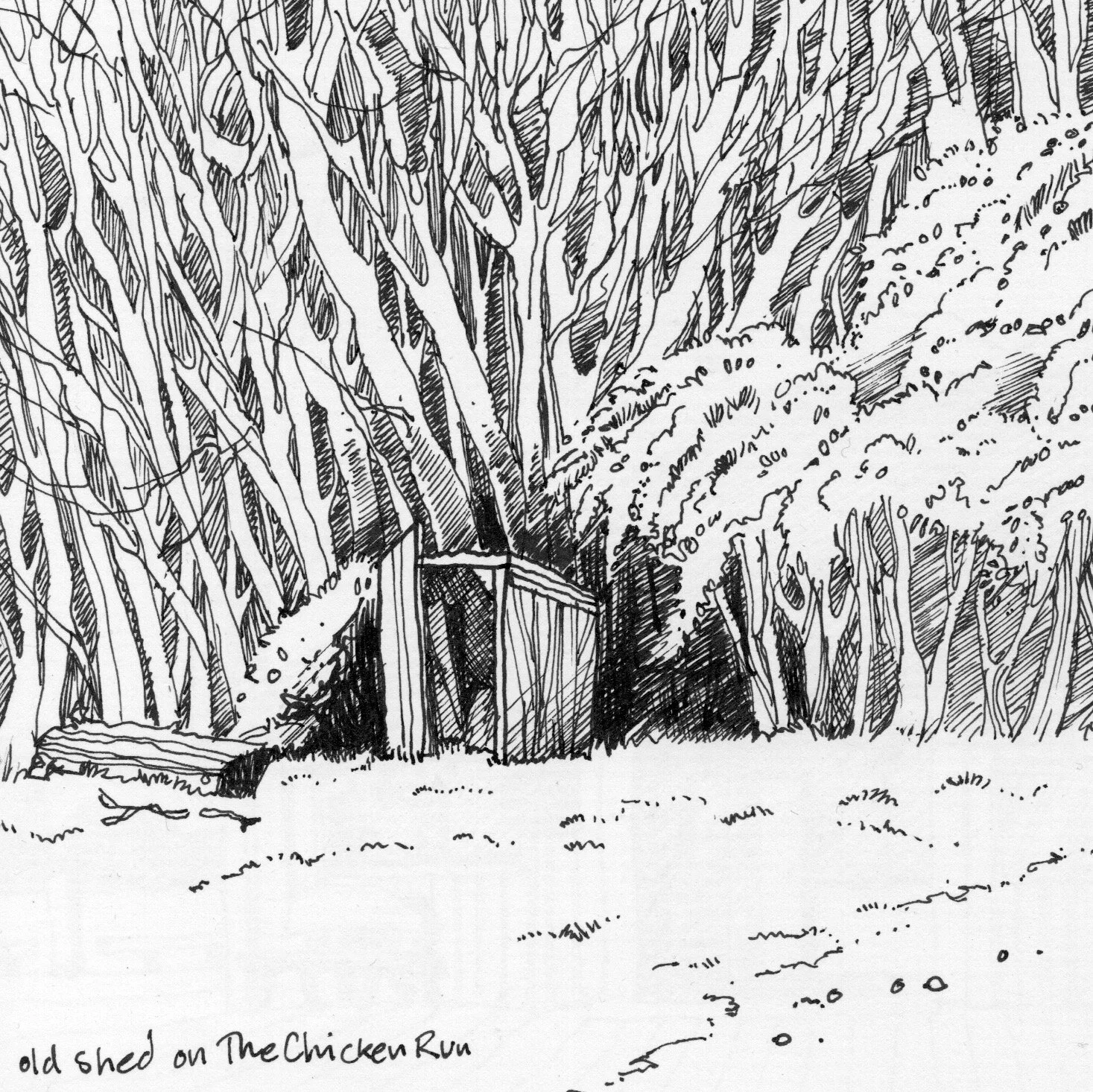 Lonely Shed | The 'Chicken Run'