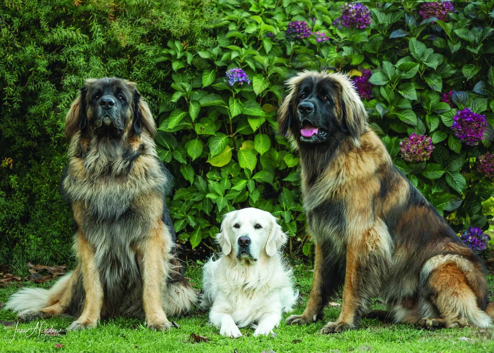 Shogun, Moon in the middle and Jeep