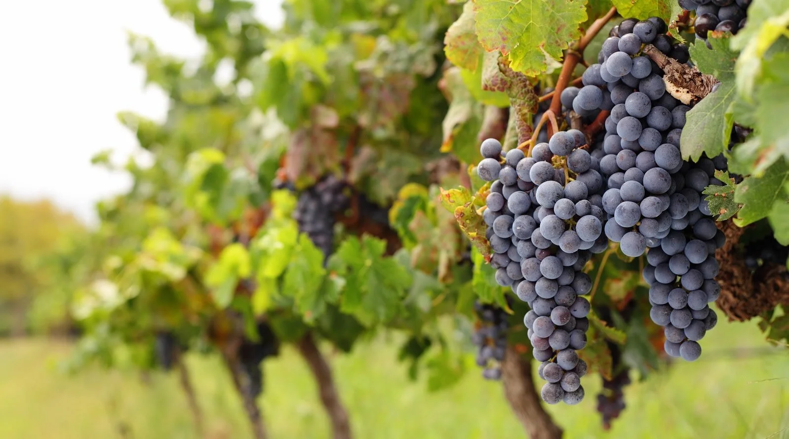 Bendigo wineries impress wine judges