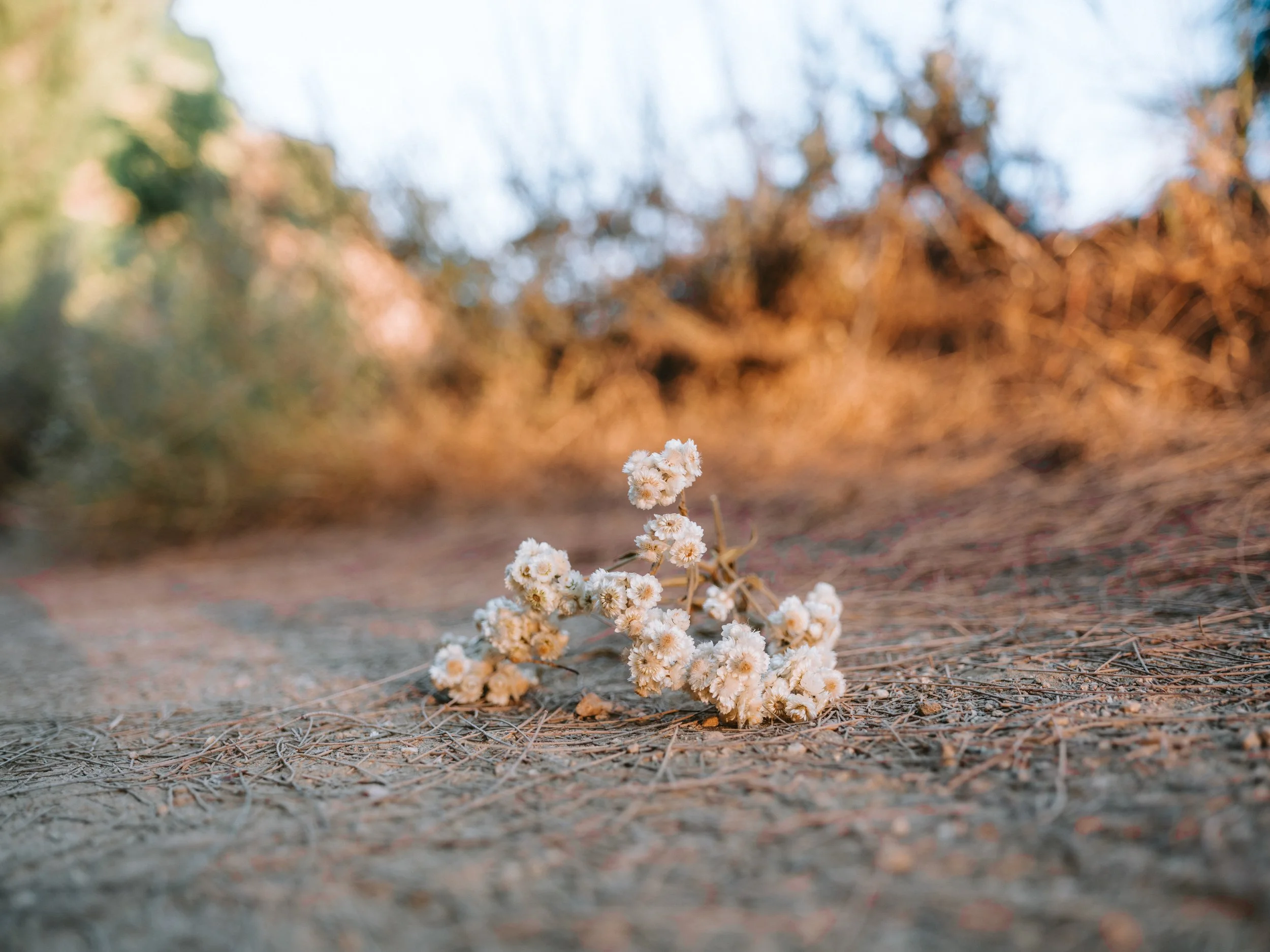 DSCF1237-2.jpg