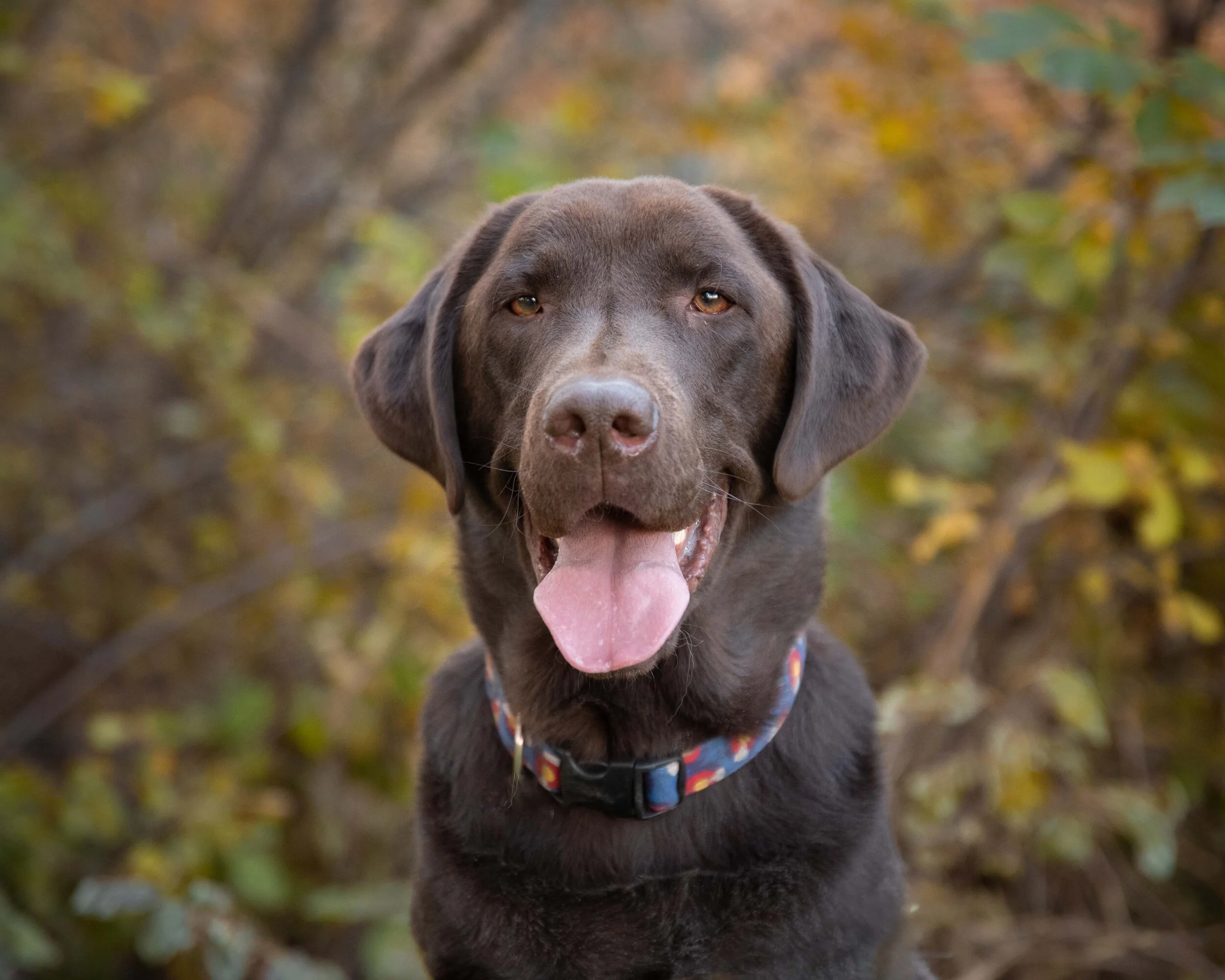 chocolate lab.jpg