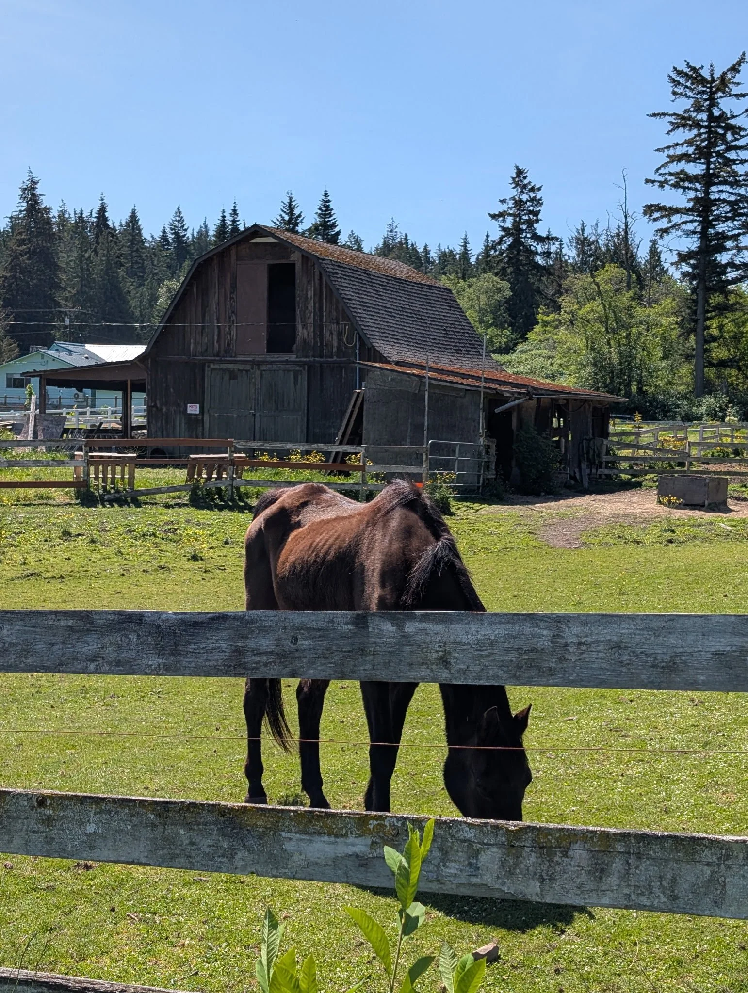 A brown horse grazing in a fenced grassy area with a weathered wooden barn and tall pine trees in the background under a blue sky.