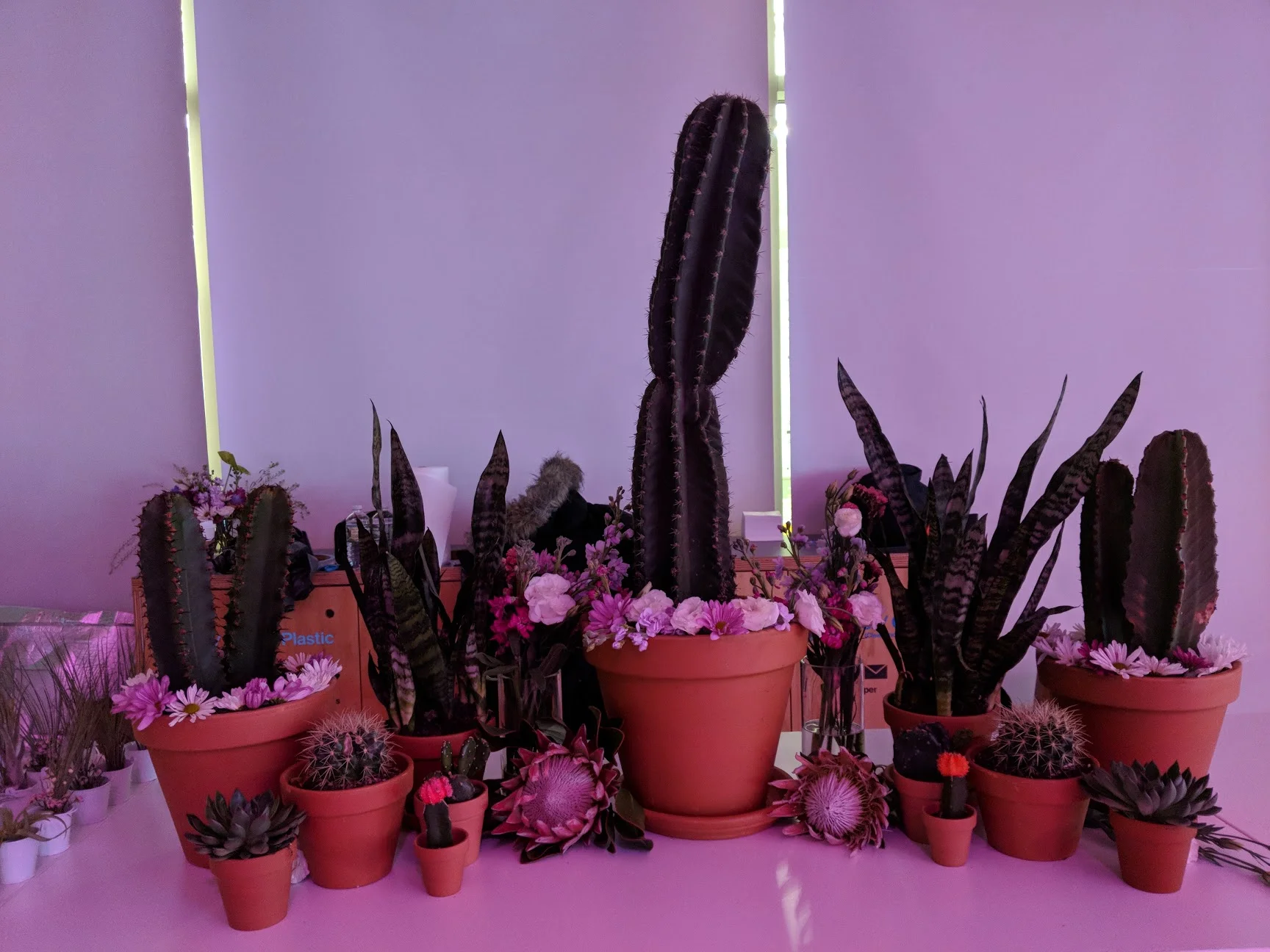 Instagram Pre-Chella Event
