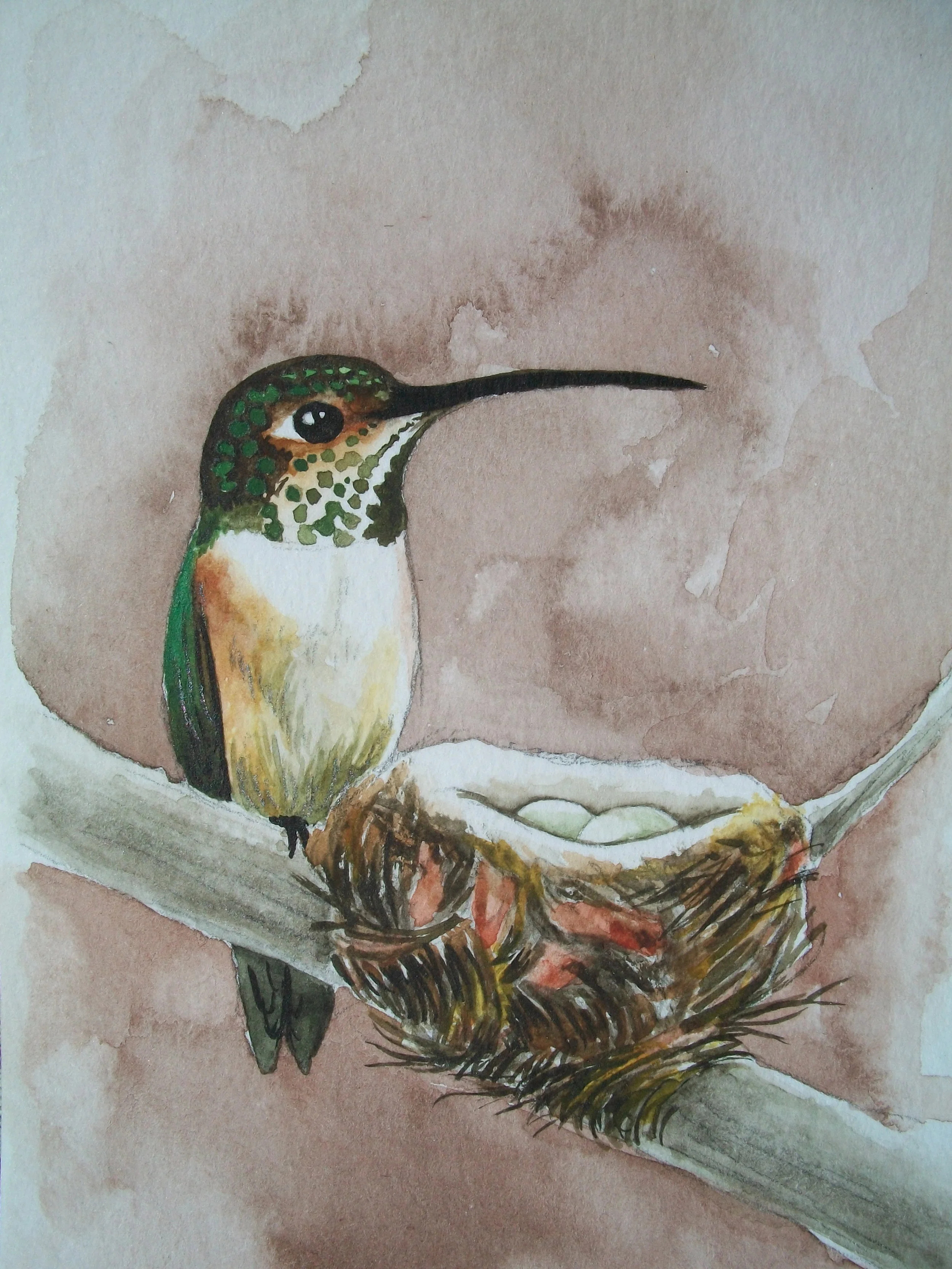 Female Allen's Hummingbird 